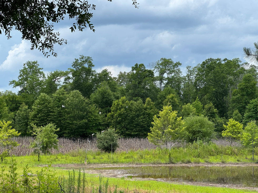 The Waterfowl Haven