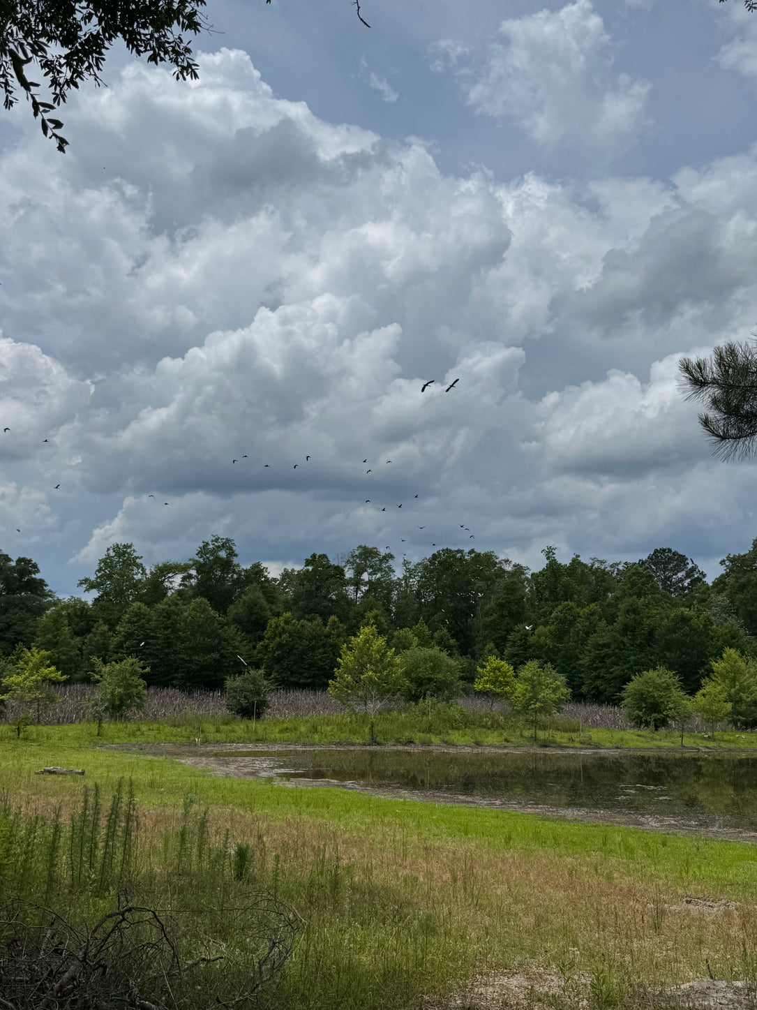 The Waterfowl Haven