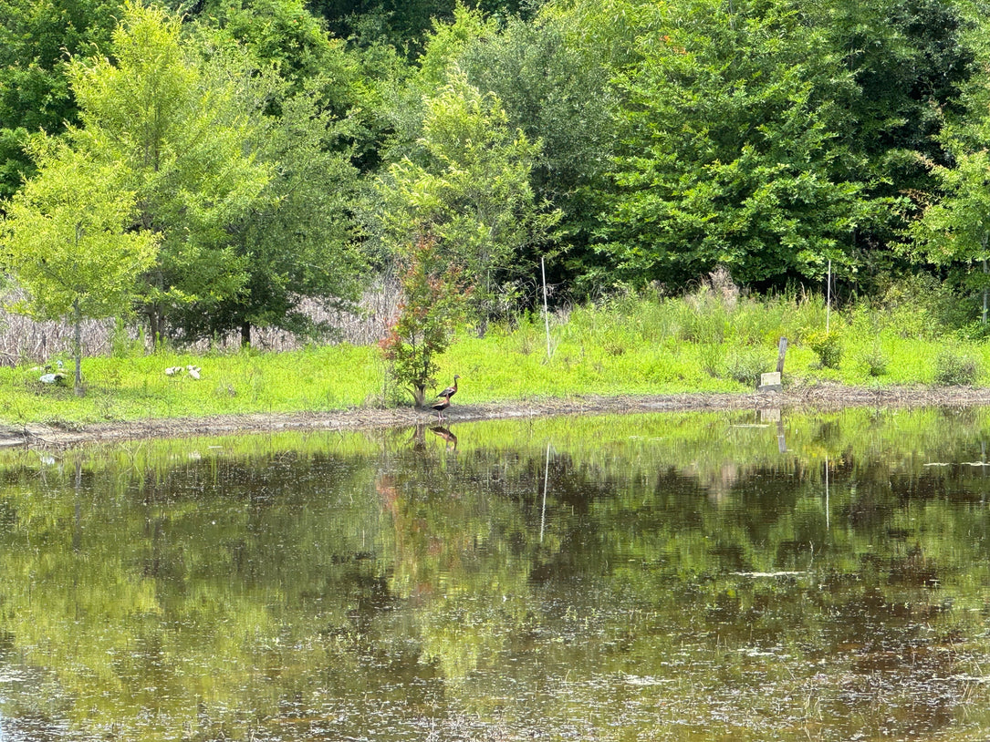 The Waterfowl Haven
