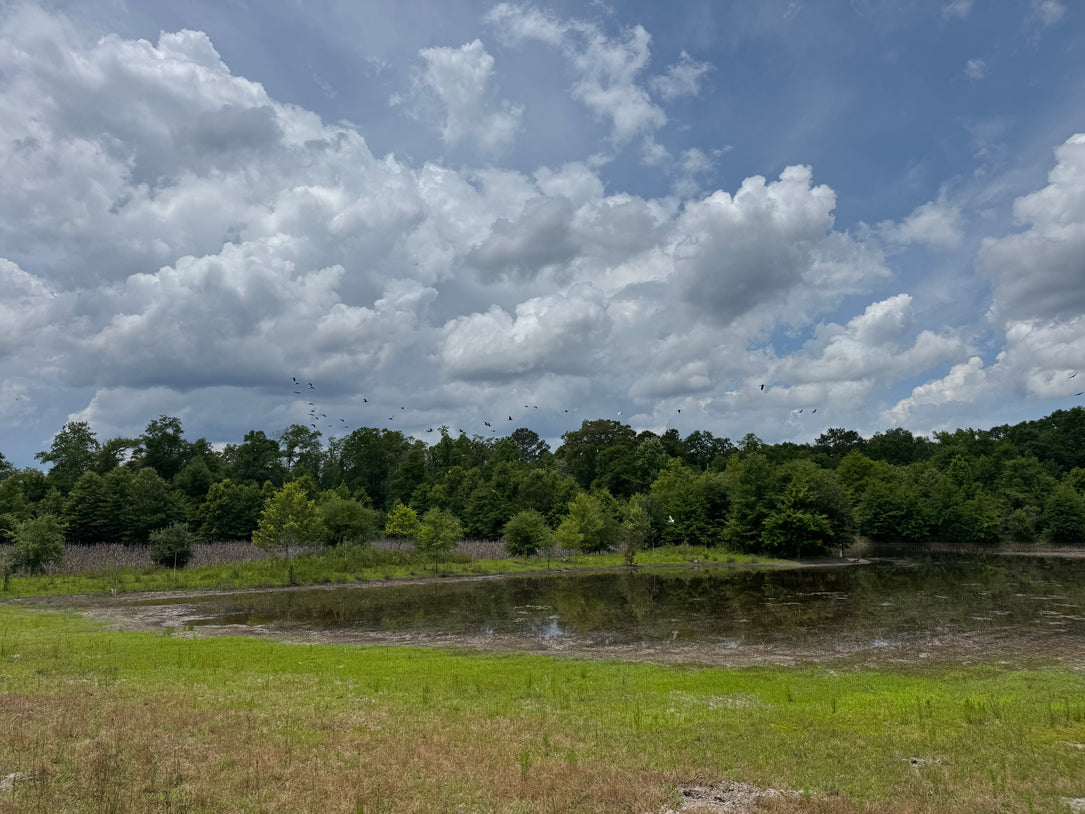 The Waterfowl Haven
