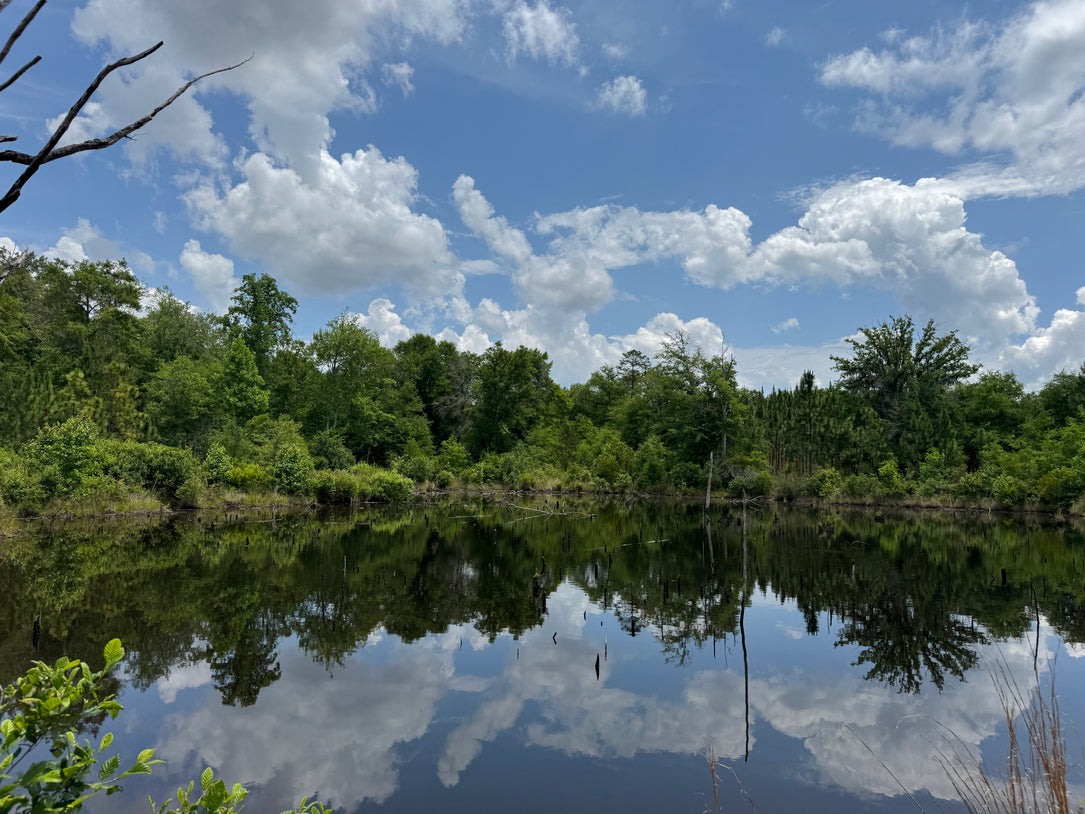The Waterfowl Haven
