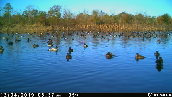 The Waterfowl Haven