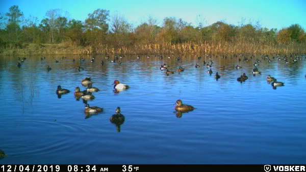 The Waterfowl Haven