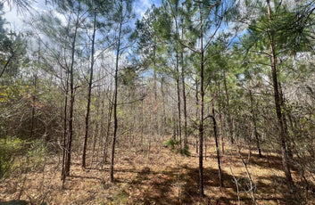 21 Acre Undeveloped Land-6