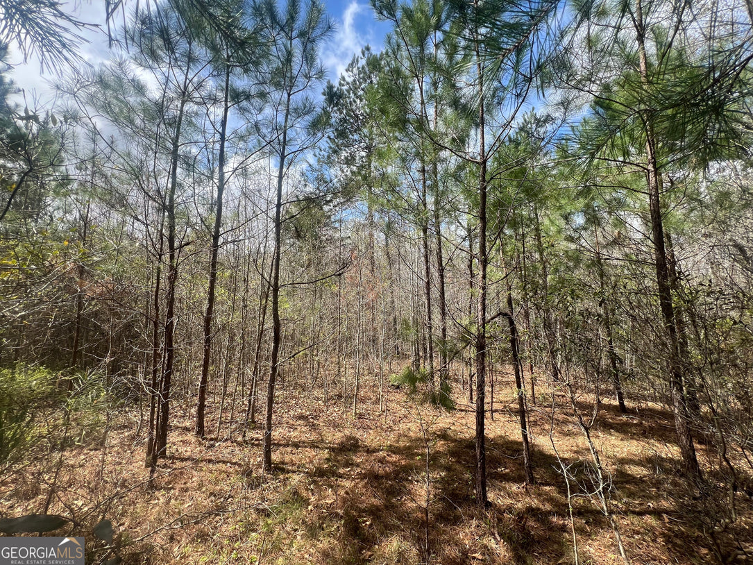 21 Acre Undeveloped Land