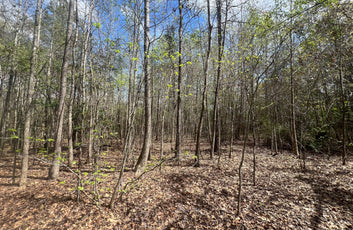 21 Acre Undeveloped Land-3