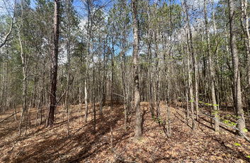 21 Acre Undeveloped Land-2