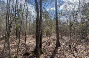 21 Acre Undeveloped Land-7