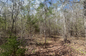 21 Acre Undeveloped Land-5